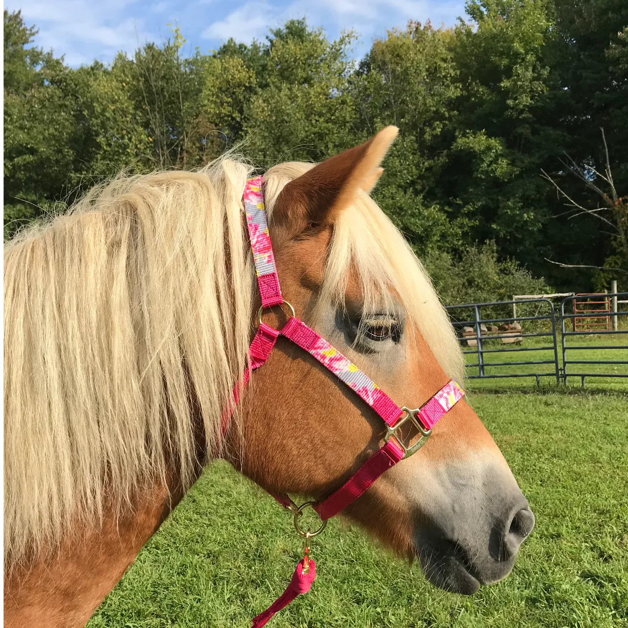 Derby Originals Patterned Nylon Padded Adjustable Horse Halters with Matching 10’ Soft Grip Lead Rope - 6 Month Warranty