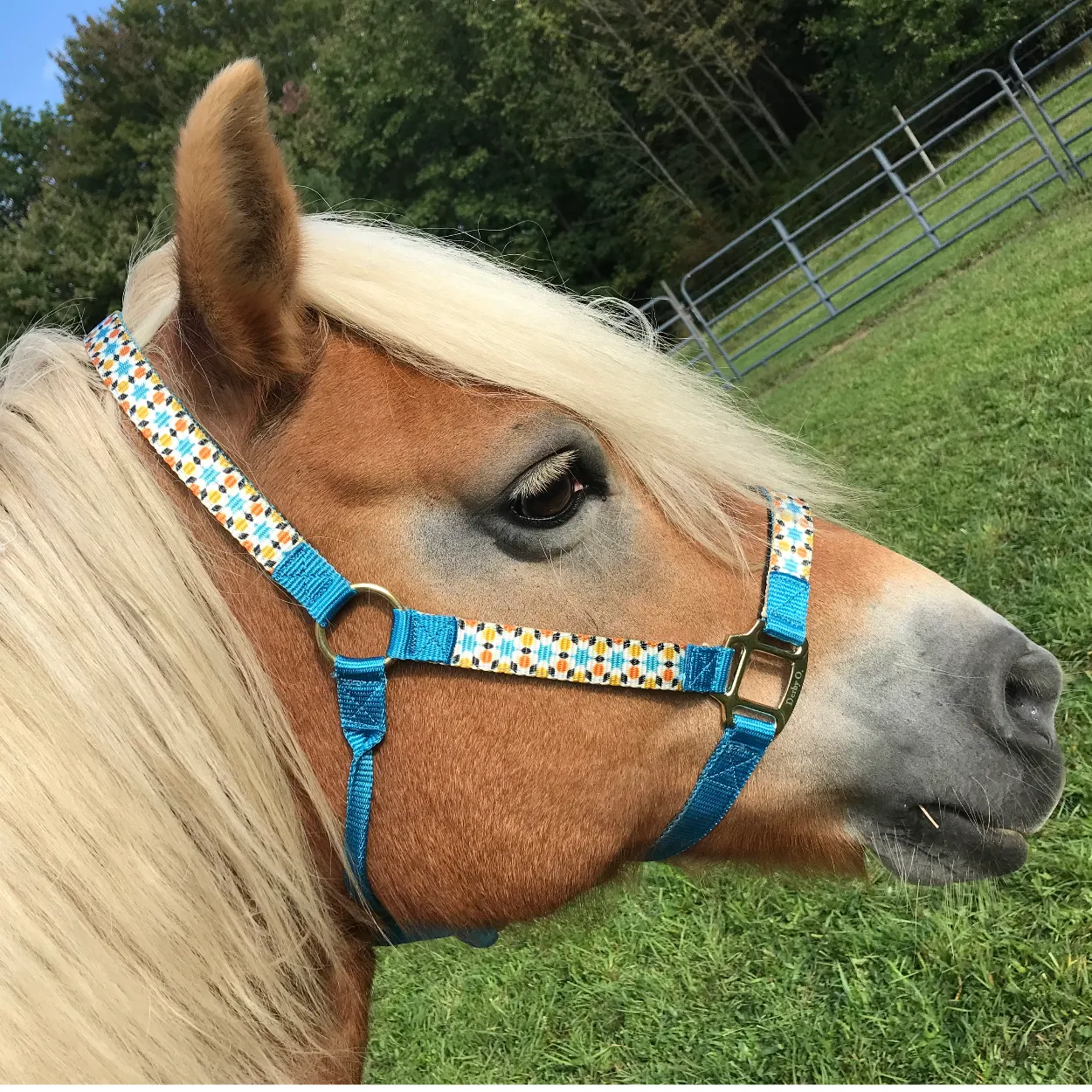 Derby Originals Patterned Nylon Padded Adjustable Horse Halters with Matching 10’ Soft Grip Lead Rope - 6 Month Warranty