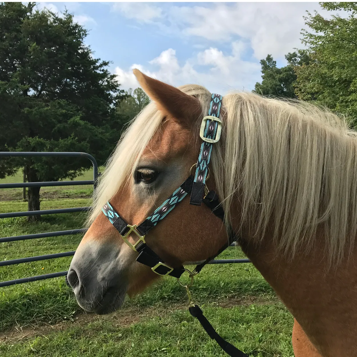 Derby Originals Patterned Nylon Padded Adjustable Horse Halters with Matching 10’ Soft Grip Lead Rope - 6 Month Warranty