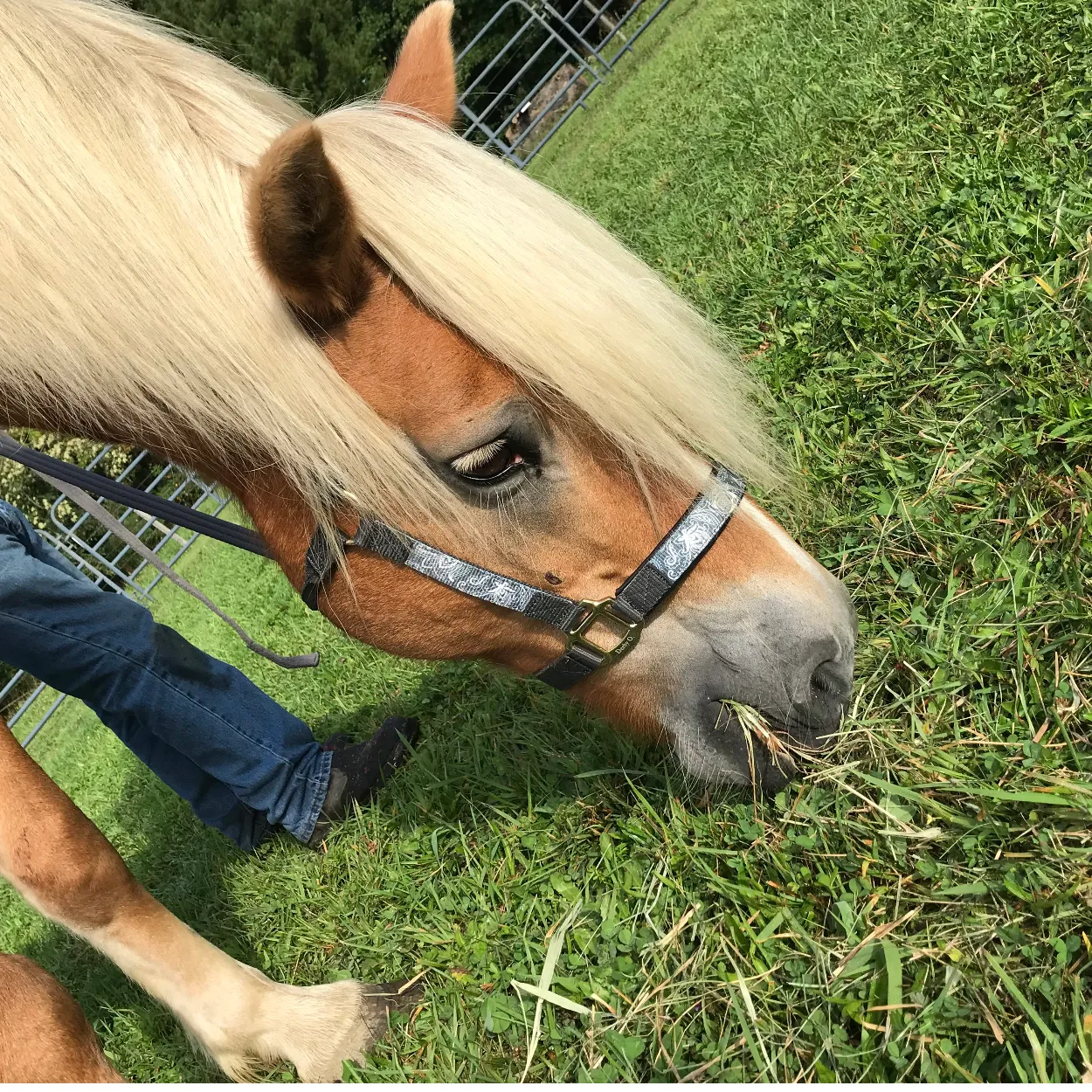 Derby Originals Patterned Nylon Padded Adjustable Horse Halters with Matching 10’ Soft Grip Lead Rope - 6 Month Warranty