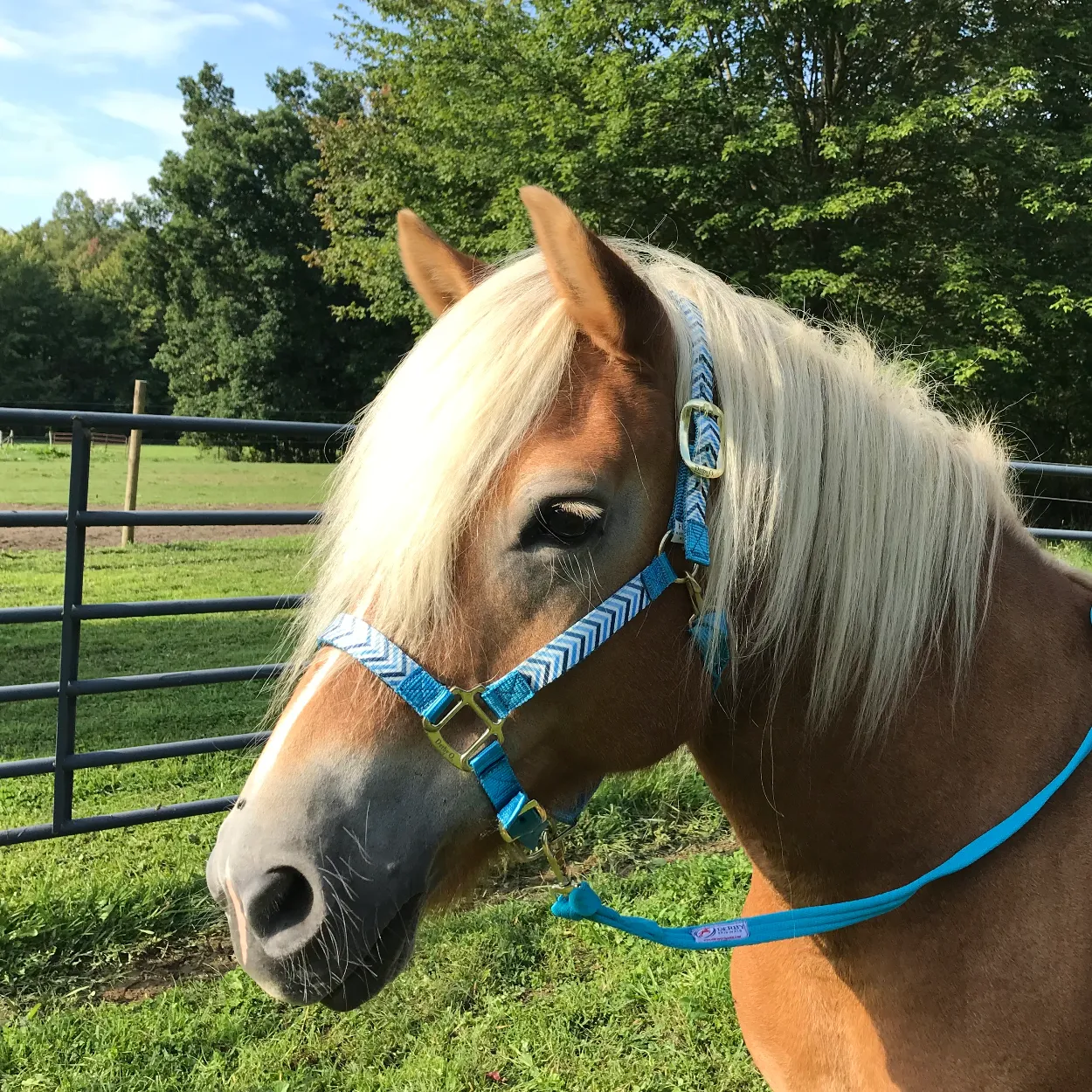 Derby Originals Patterned Nylon Padded Adjustable Horse Halters with Matching 10’ Soft Grip Lead Rope - 6 Month Warranty