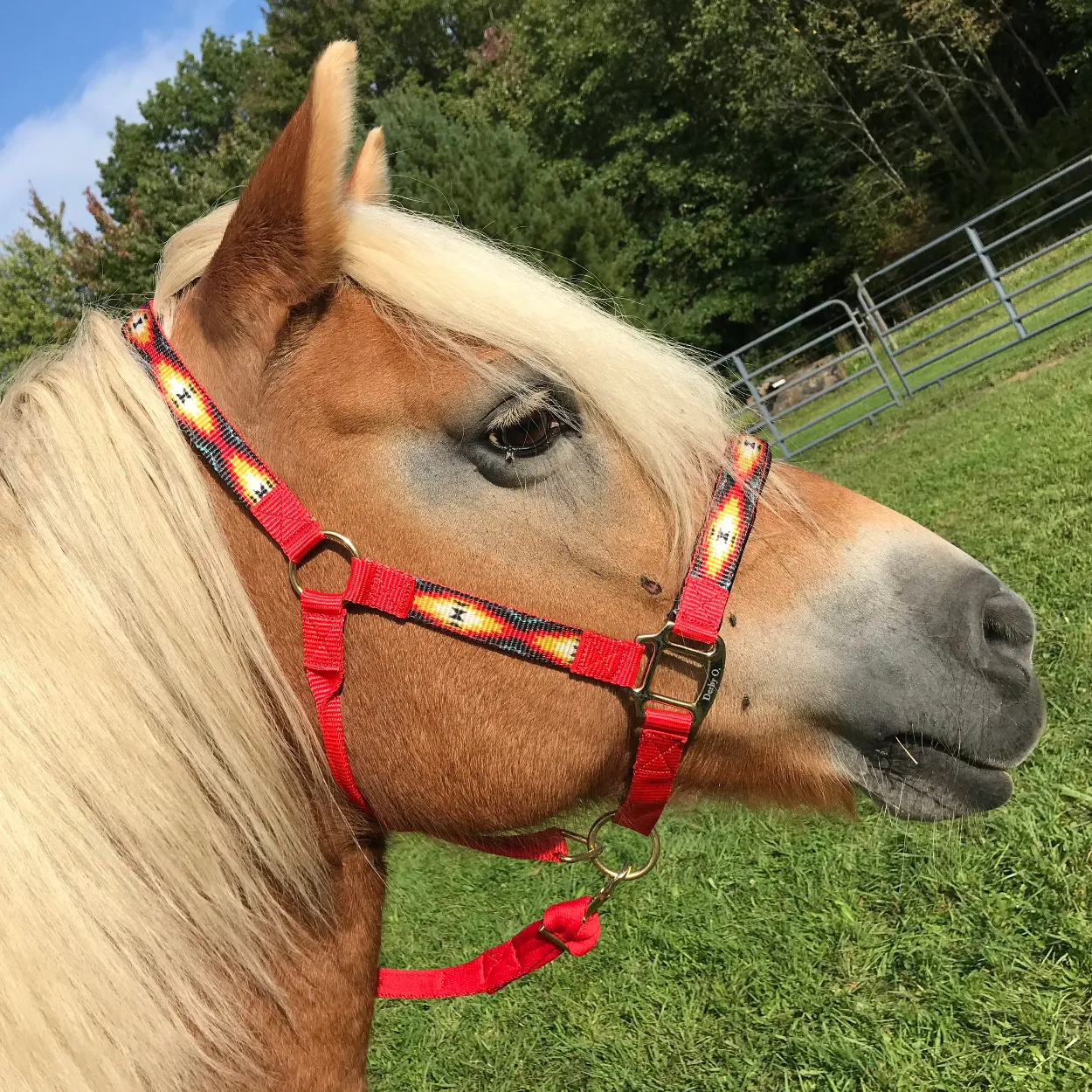 Derby Originals Patterned Nylon Padded Adjustable Horse Halters with Matching 10’ Soft Grip Lead Rope - 6 Month Warranty